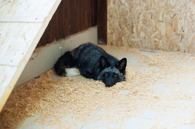 Schwarzer Fuchs im Kontakt Zoo. Haustiere auf dem Bauernhof.