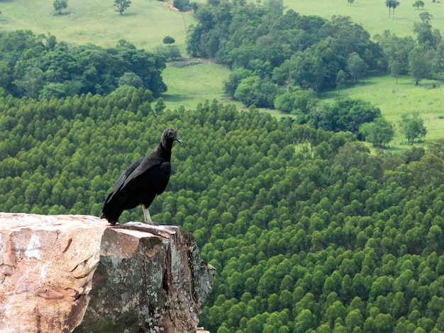 Schwarzer Geier Coragyps atratus auf Felsen