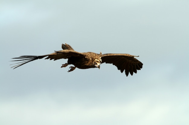 Schwarzer Geier fliegt mit dem ersten Licht der Morgendämmerung