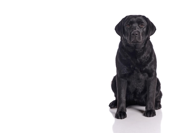 Schwarzer Golden Labrador Retriever Hund isoliert auf weißem Hintergrund Studioaufnahme