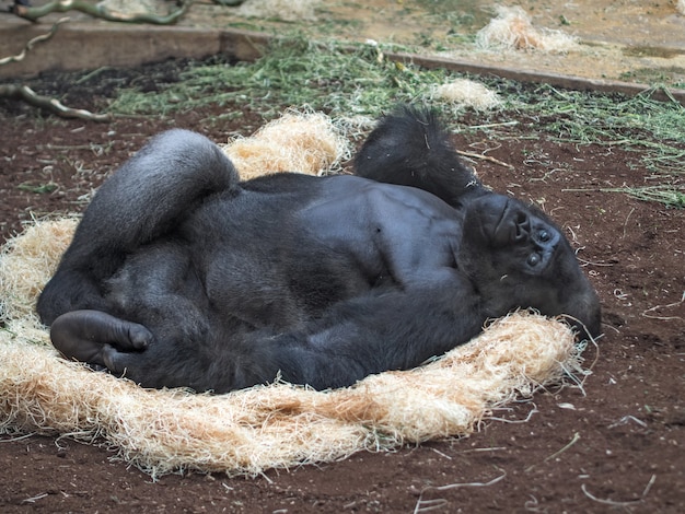 Schwarzer Gorilla liegt im Zoo