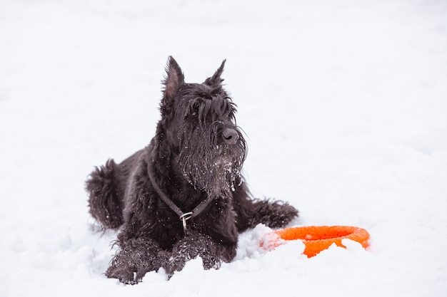 Schwarzer großer Hund Riesenschnauzer im Schnee
