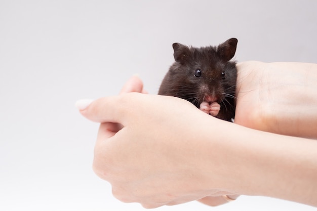 Schwarzer Hamster sitzt in Händen