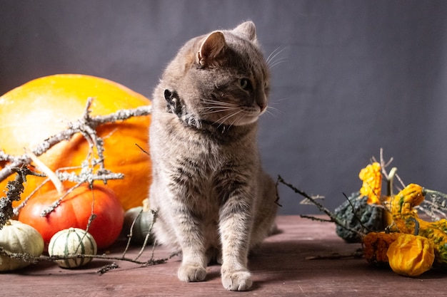 schwarzer Hintergrund mit Halloween-Kürbissen