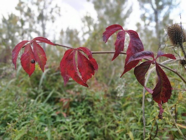 Schwarzer Holunder Latein Sambucus nigra Schöne geschnitzte rote Blätter eines Busches im Herbst auf dem Balkan