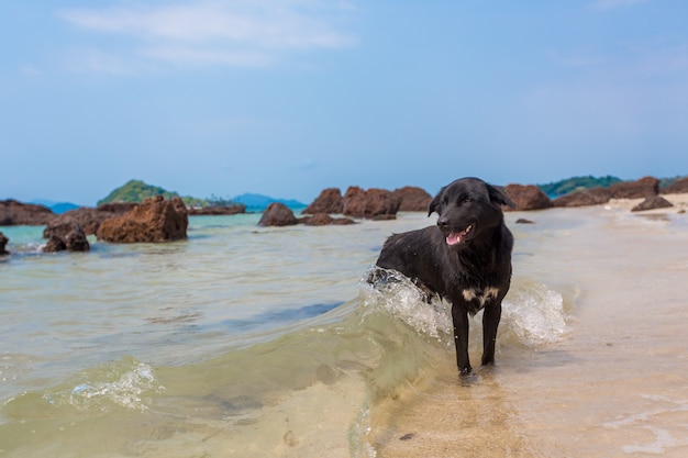 Schwarzer Hund am Strand