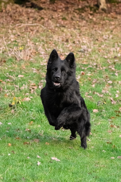 Foto schwarzer hund auf dem feld