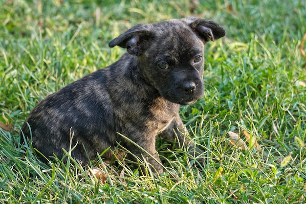 Foto schwarzer hund auf dem feld