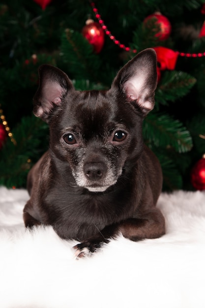 Schwarzer Hund Chihuahua auf Weihnachtsbaum