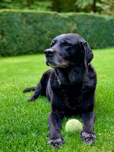 Foto schwarzer hund, der auf dem feld wegschaut