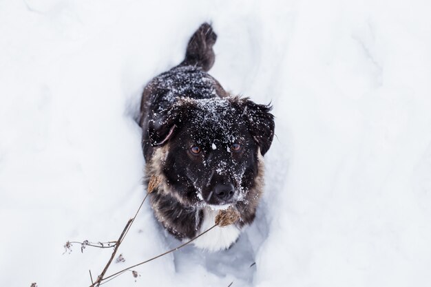 Schwarzer Hund, der im Schnee mit Schneeflocken auf ihrer Nase sitzt