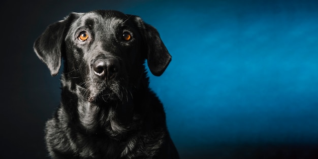 Schwarzer Hund, der Kamera betrachtet