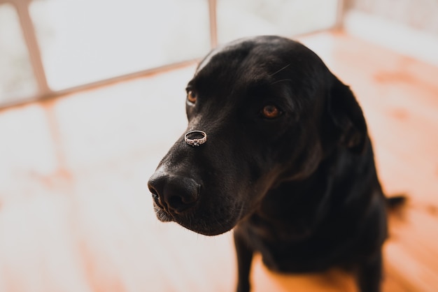 Schwarzer Hund der Rasse Retriever sitzt in einem Haus und hält einen Ehering auf dem Kopf