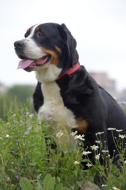 Foto schwarzer hund, der wegblickt