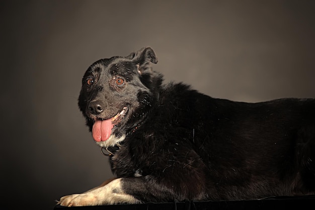 Foto schwarzer hund, der wegblickt