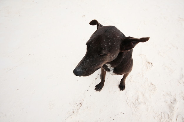 Schwarzer Hund entspannen und sitzen am Strand