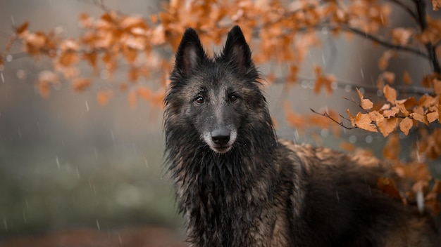 Schwarzer Hund im Regen im Herbstwald