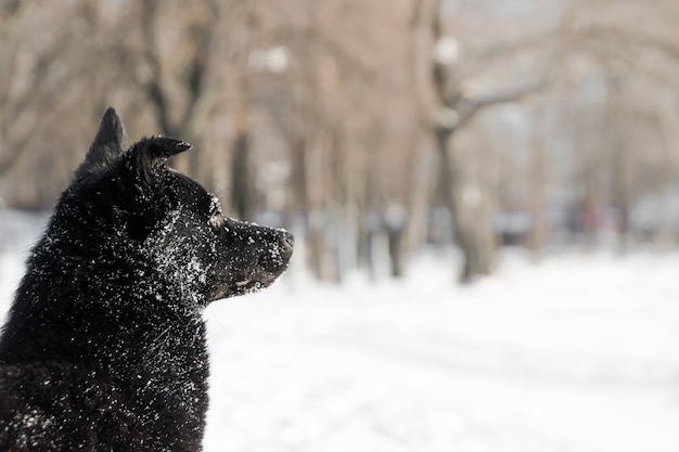 Schwarzer Hund im weißen Schnee