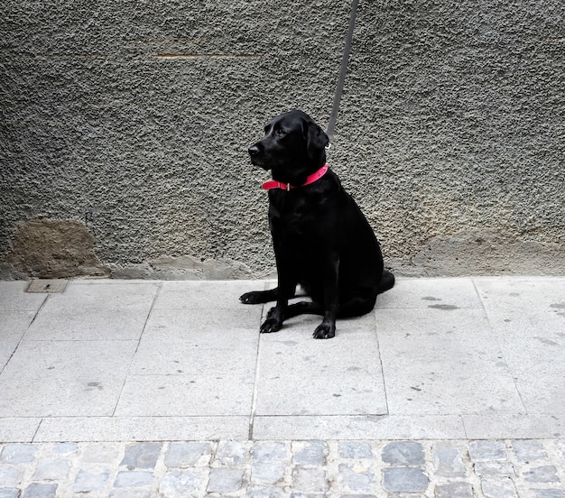 Schwarzer Hund in einem roten Halsband auf der Straße