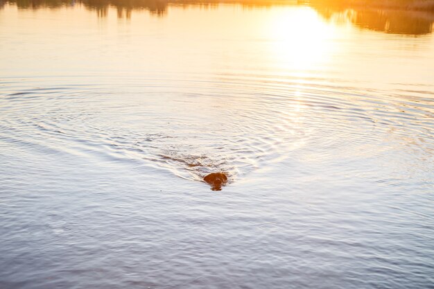 Schwarzer Hund Labrador bei Sonnenuntergang schwimmt im See. Herrlicher Familienhund am Strand bei Sonnenuntergang. Welpe erkundet das Meer im Sommerurlaub