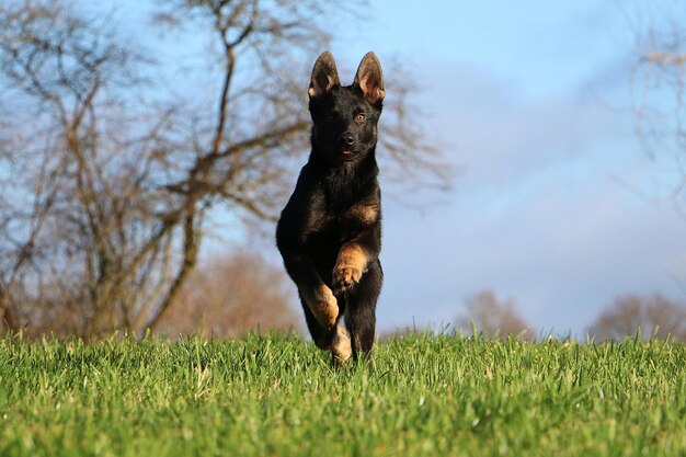 Foto schwarzer hund läuft auf dem feld