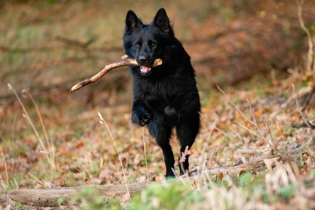 Foto schwarzer hund läuft auf dem feld