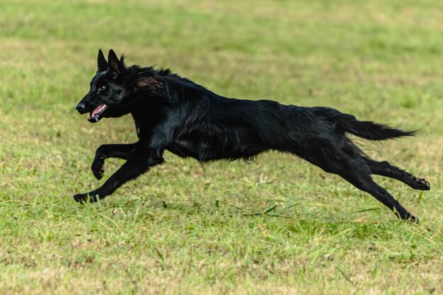 Schwarzer Hund läuft und jagt, läuft als Köder auf dem grünen Feld.