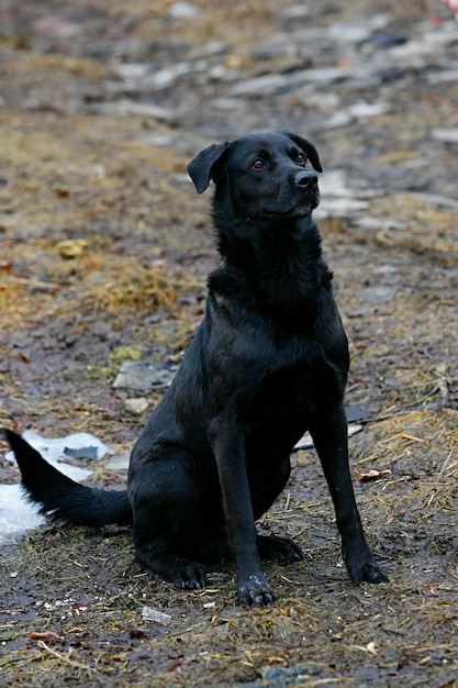 schwarzer hund läuft und spielt mit einem stock