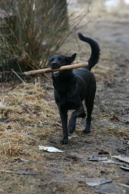 schwarzer hund läuft und spielt mit einem stock