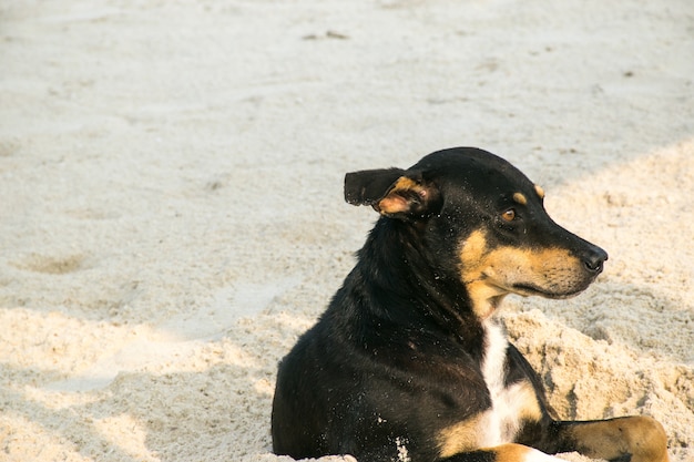 Schwarzer Hund legte sich auf Vorderansicht des Strandes hin