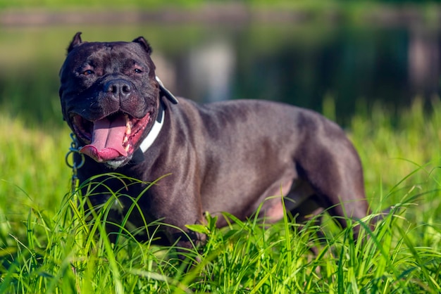 Foto schwarzer hund liegt auf dem gras