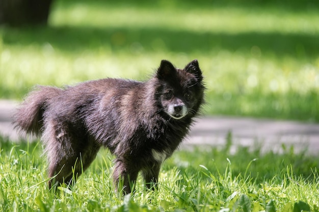 Schwarzer Hund mit hängenden Ohren Mischling unter dem Gras im Sommer