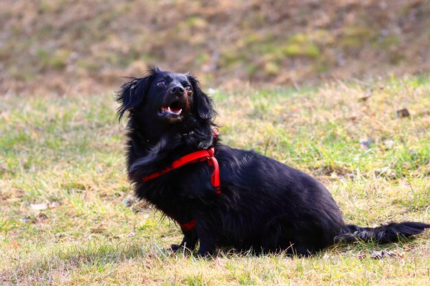 Foto schwarzer hund schaut auf dem feld weg