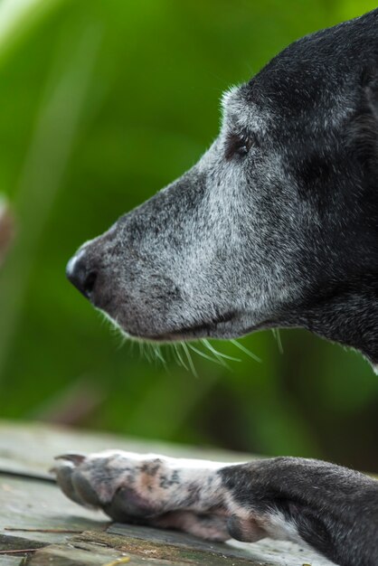 Schwarzer Hund, schläfrig