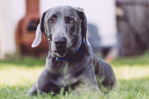 Foto schwarzer hund sitzt auf dem gras