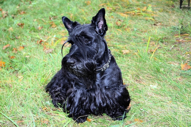 Schwarzer Hund sitzt auf dem Gras