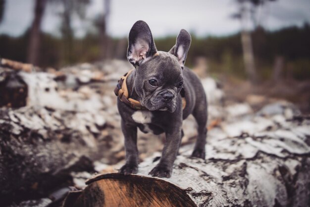 Foto schwarzer hund steht auf dem feld