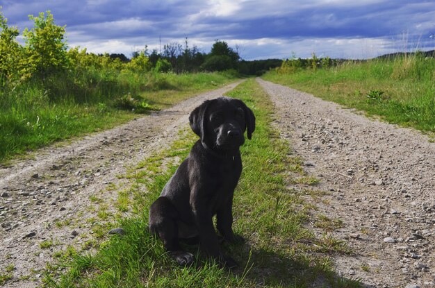 Foto schwarzer hund steht auf der straße