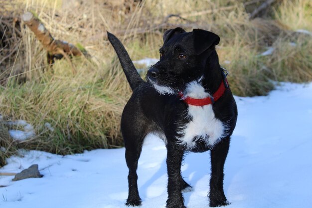 Foto schwarzer hund steht auf schneebedecktem land