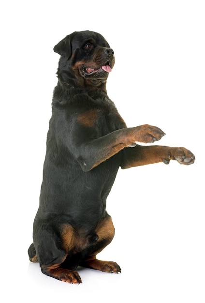 Schwarzer Hund steht vor weißem Hintergrund