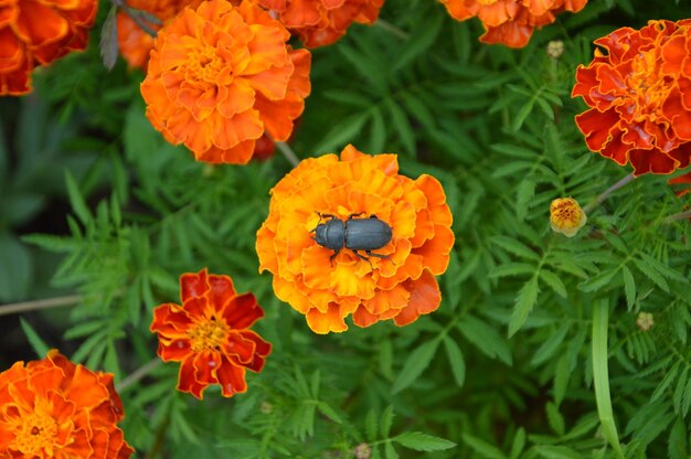 Schwarzer Käfer im Hintergrund