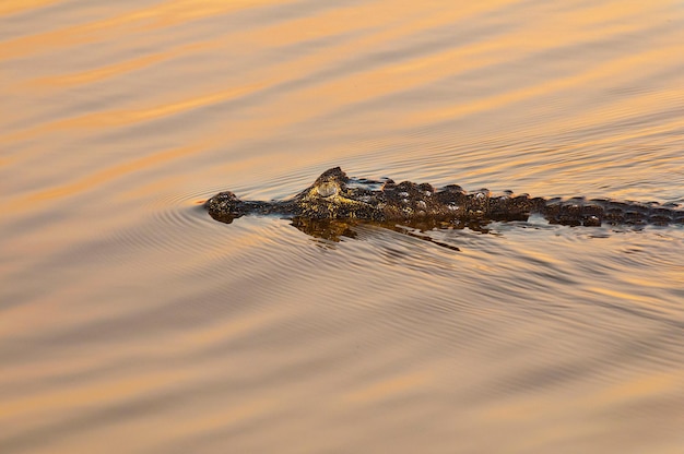 Schwarzer Kaiman, Nationalpark Ibera Marshes, Provinz Corrientes, Argentinien.