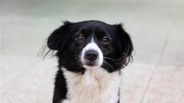 Schwarzer kleiner flauschiger Hund Nahaufnahme Porträt