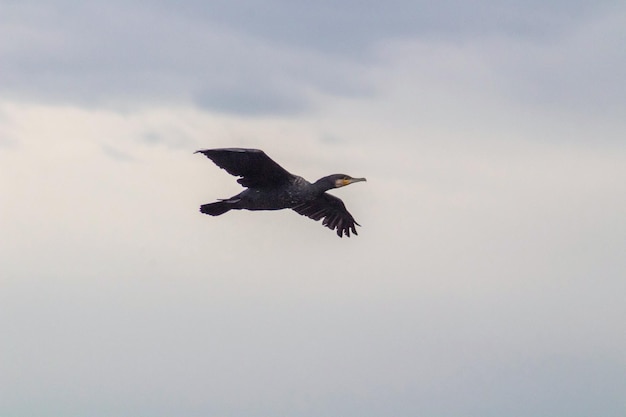 Schwarzer Kormoran fliegt im blauen Himmel Der große Kormoran Phalacrocorax carbo ist bekannt