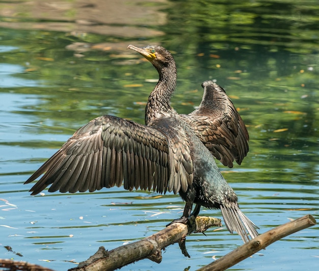 Schwarzer Kormoranvogel auf einem Baumstamm, der seine Flügel in der Sonne im Zoo trocknet