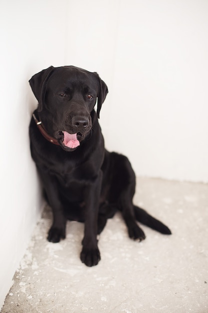 Schwarzer Labrador auf einer weißen Umgebung, der saß und gähnte, streckte seine lange Zunge heraus