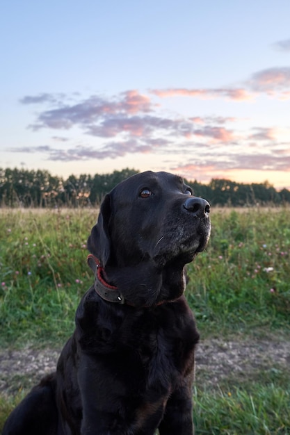 Schwarzer Labrador aus der Nähe Porträt eines Labradorhunds, der auf dem Feld sitzt