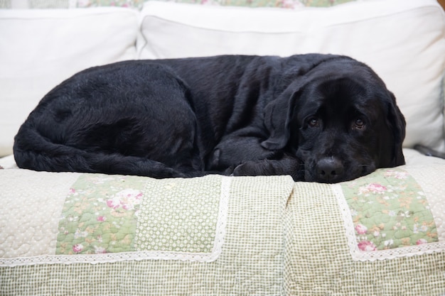 Schwarzer Labrador, der auf einem Sofa liegt