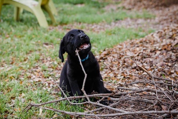 Schwarzer Labrador-Hund, der auf dem Feld sitzt und auf einen Stock beißt