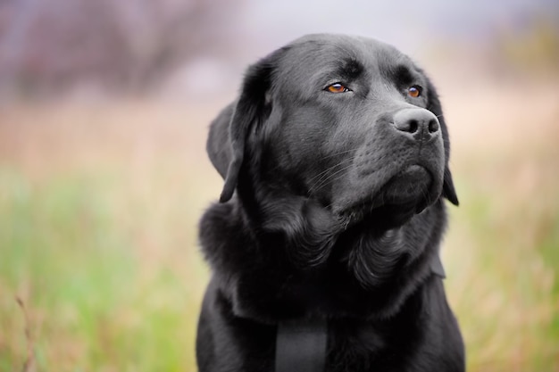 Schwarzer Labrador Retriever auf grünem, verschwommenem Hintergrund Porträt eines jungen Hundes Tierhaustier